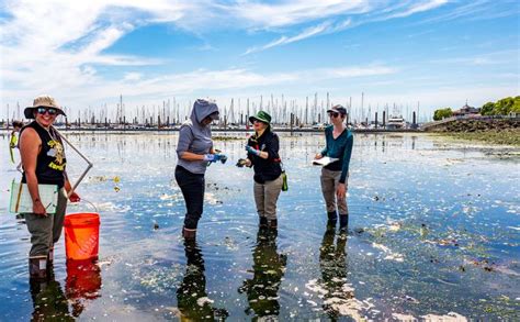 fish ecosystem|Transforming Puget Sound Ecosystems with Oysters, Kelp, and .